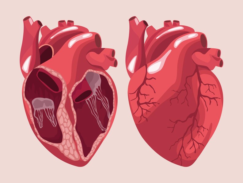 جراحة القلب والأوعية الدموية